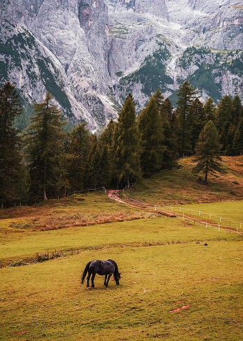 Gorgeous mountainscape and black horse grazing