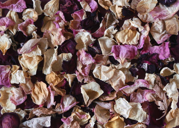 fondo de pétalos de rosa. - rose pattern yellow dried plant fotografías e imágenes de stock