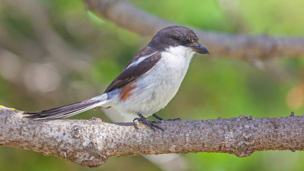 istock Female Fiscal Shrike 1356529903