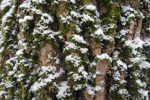 Snow on old tree bark with moss. Seasonal backgrund.