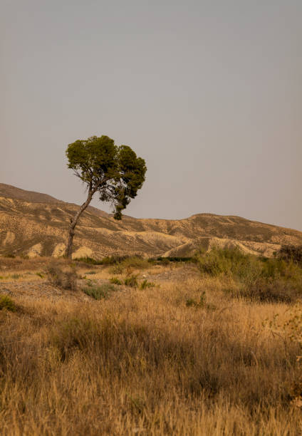 タバーナス砂漠の風景, アルメリア, スペイン - western expansion ストックフォトと画像