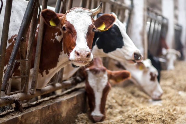 istock Cows on Farm. Black and white cows eating hay in the stable. 1356533381