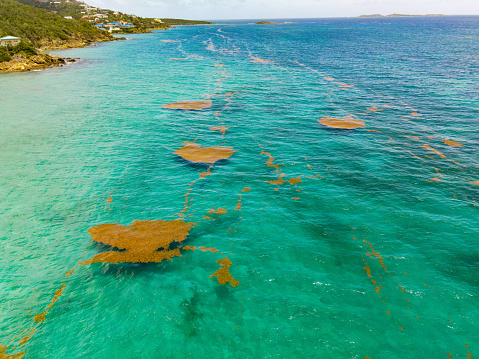 Sargassum seaweed floating in the Caribbean waters off the coast of St. Thomas in the US Virgin Islands