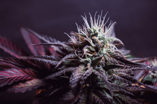purple cannabis bud stock photo