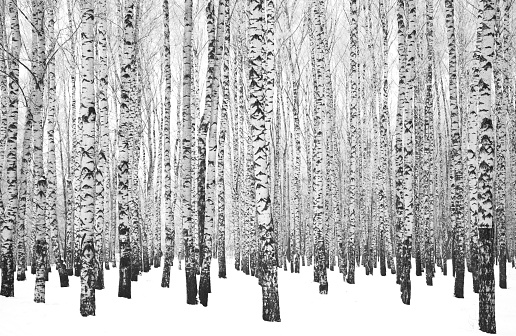 Many birch tree trunks in a winter birch grove black and white