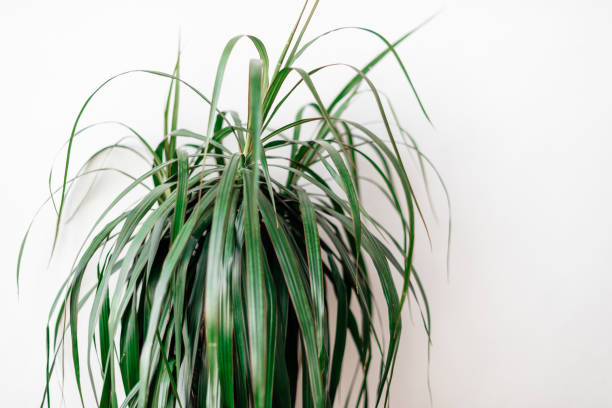 istock indoor plant close-up on a white background 1356534929
