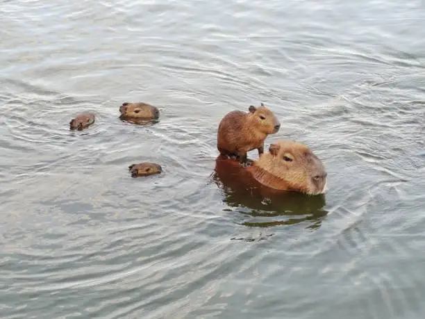 family of capybaras swimming in a lake in Brazil, 5 capybaras.  one capybara on top of the other.  cloudy water