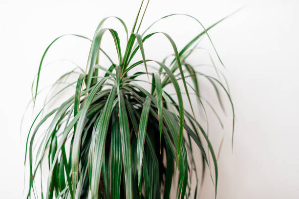 istock indoor plant close-up on a white background 1356535093