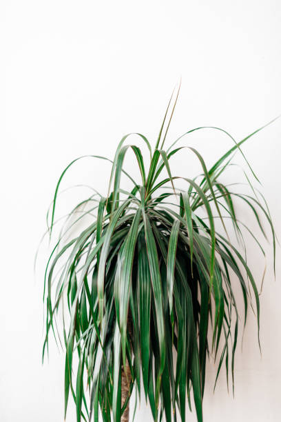 istock indoor plant close-up on a white background 1356535145