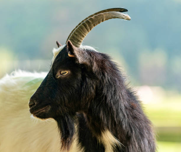 istock Portrait of a Goat 1356535753