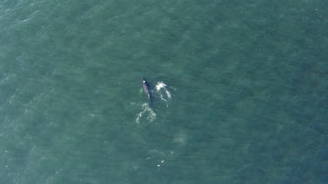 Two whales in the Pacific Ocean.