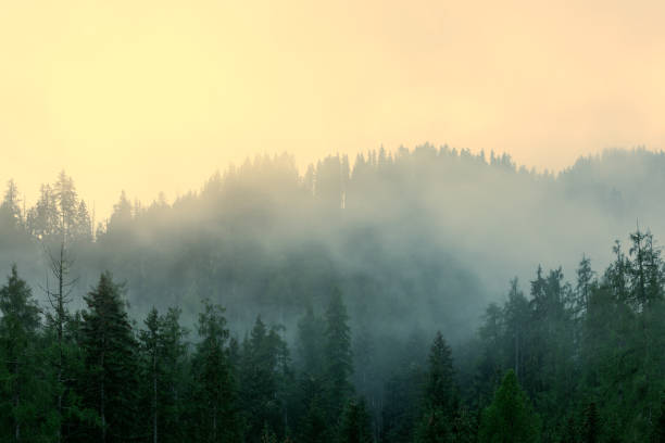istock Morning light breaking through dense fog in a coniferous forest 1356536142