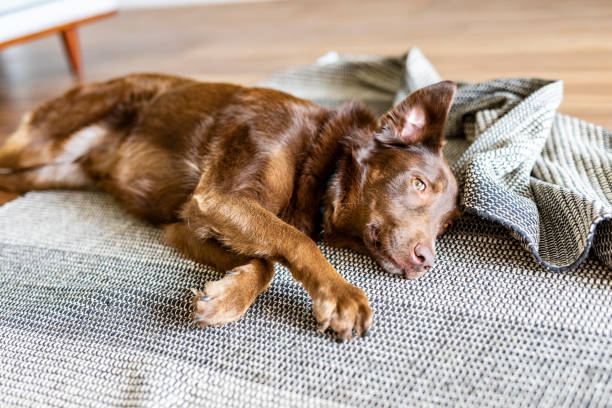 Cute Brown Dog Relaxed at Home