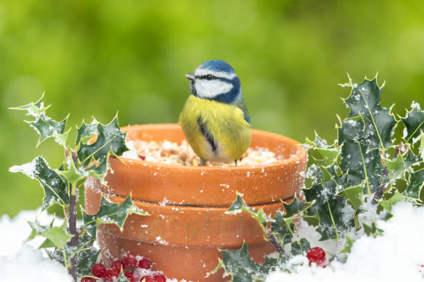 Cute litte blue tit bird sat inside a terracotta flower pot in winter with snow and holly stock photo