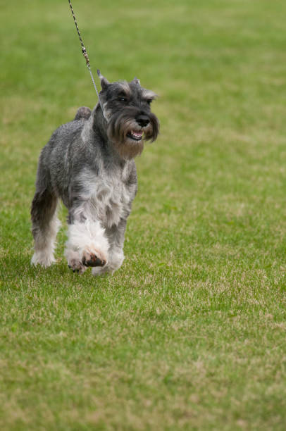 istock Standard Schnauzer on background of grass 1356537576