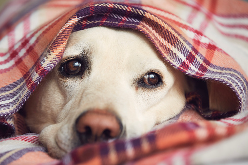 Cute portrait of labrador retriever. Dog covered in blanket waiting at home.