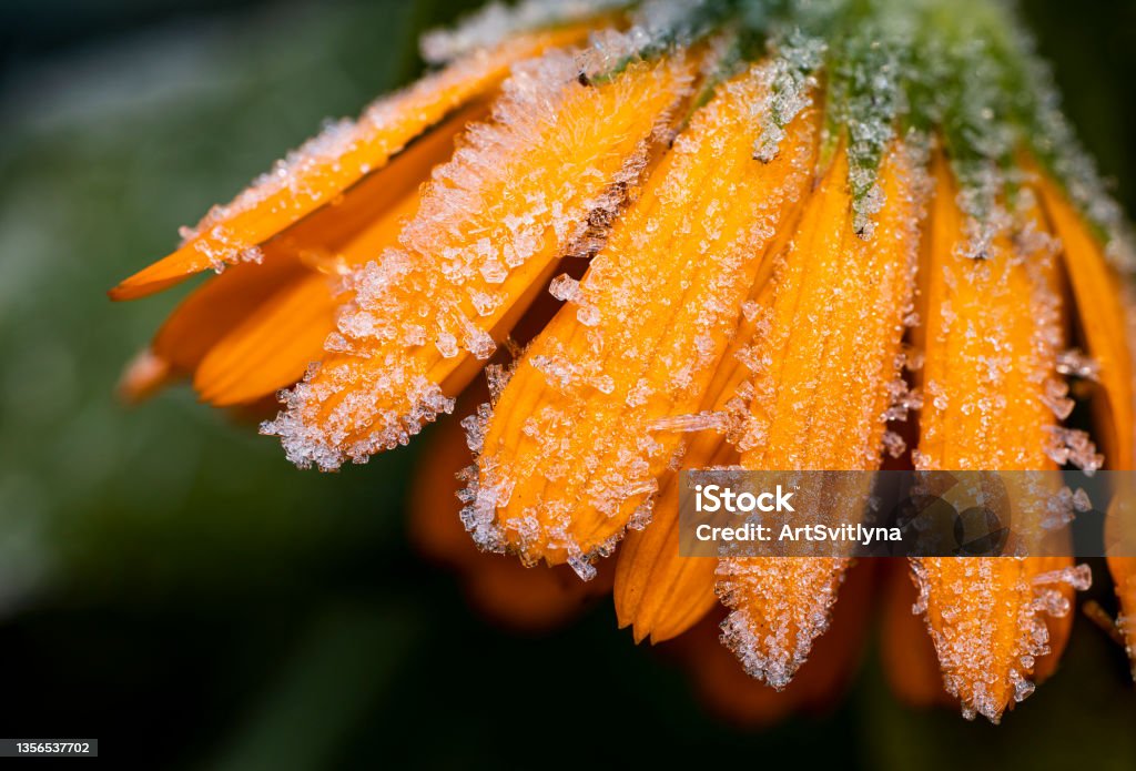 Orange medicinal herb Calendula flowers or Pot Marigold with frost ice. Close up, macro photo. Beautiful wallpaper or greeting card Flower Stock Photo