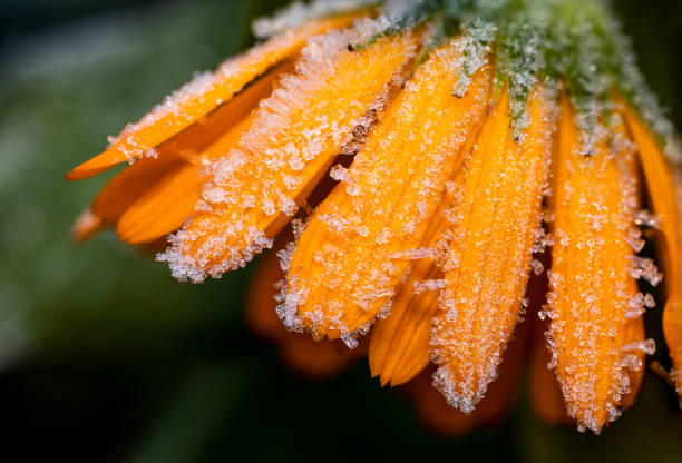 Orange medicinal herb Calendula flowers or Pot Marigold with frost ice. Close up, macro photo. Beautiful wallpaper or greeting card stock photo