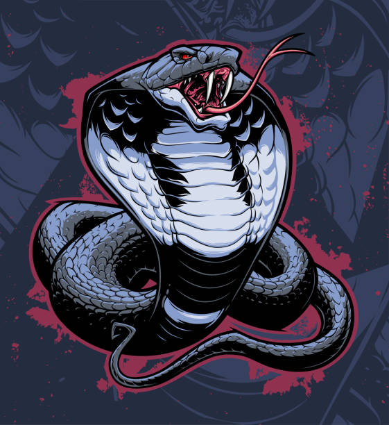 векторная иллюстрация королевской кобры - cobra stock illustrations