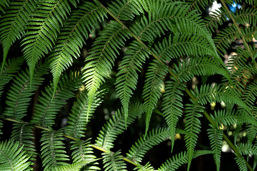 Soft tree fern. Dicksonia antarctica or Balantium antarcticum, dark green roughly-textured fronds, close-up. Design element.