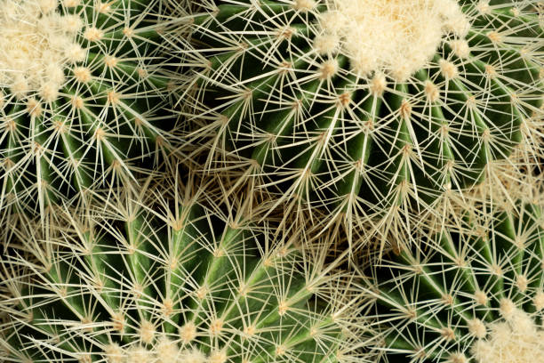 istock Sharp cactus needles, close-up, selective focus. Cactaceae, family. Nature, details 1356538333