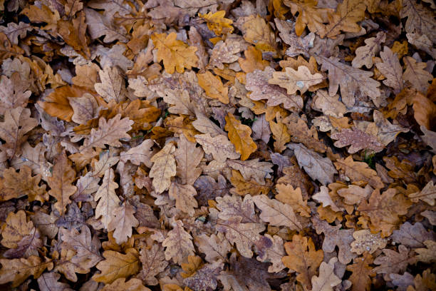 istock autumn mood leaves brown tones colors 1356539043