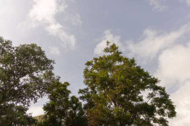 istock Beautiful trees in a park 1356539051