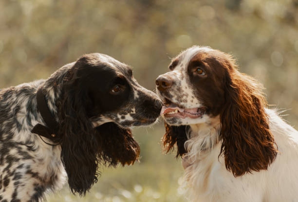 istock Two dogs are in outdoors. 1356539280