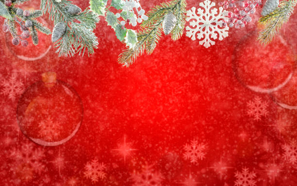 Christmas red background snowing with top fir tree, snowflake, holly and copy space with snow
