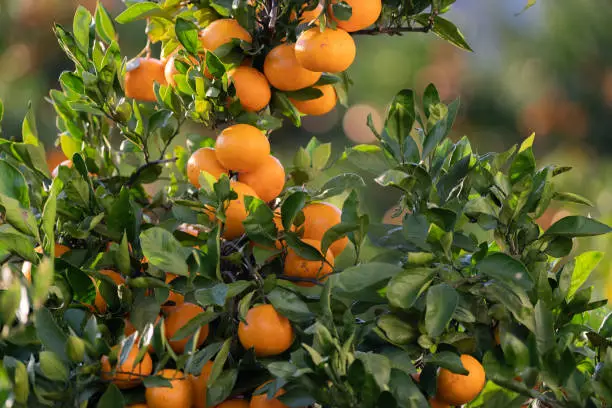 Photo of mandarin orange field