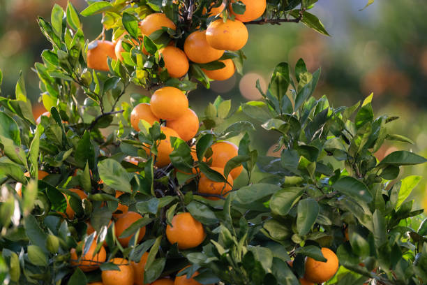 mandarin orange field - citrus fruit imagens e fotografias de stock