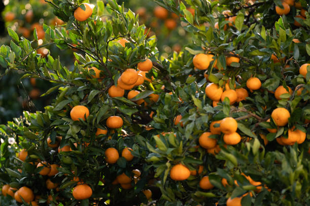 campo de mandarina - citrus fruit mandarin orange orange large group of objects fotografías e imágenes de stock