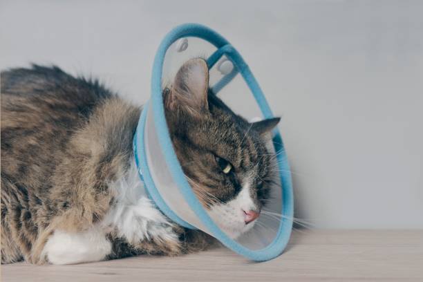 istock Side view of Longhair cat with a pet cone sitting on a table. 1356541769