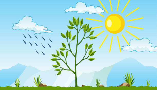 illustrations, cliparts, dessins animés et icônes de la photosynthèse en tant que processus de production d’oxygène par l’arbre en utilisant la pluie et le soleil. processus de photosynthèse chez la plante. illustration de biologie colorée pour l’éducation dans un style plat - photosynthèse