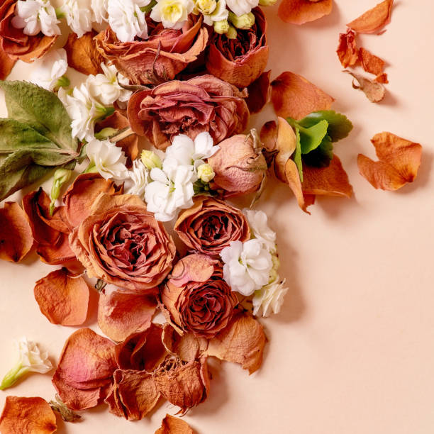 istock creative layout with dry roses, petals and white flowers 1356543050