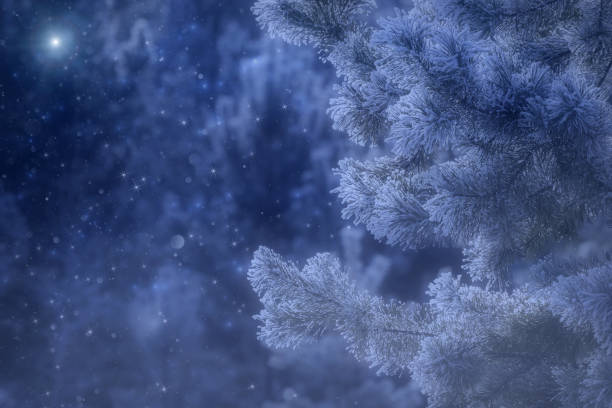 christmas tree pine frost snow background pattern stock photo