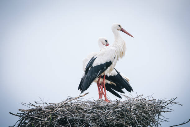 istock White Stork Ciconia ciconia pair perching in nest 1356543648