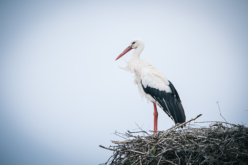 White Stork Ciconia ciconia pair perching in nest
