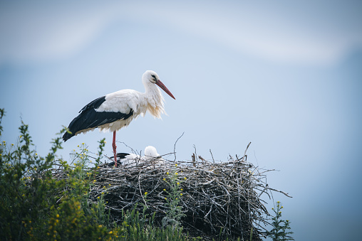 White Stork Ciconia ciconia pair perching in nest