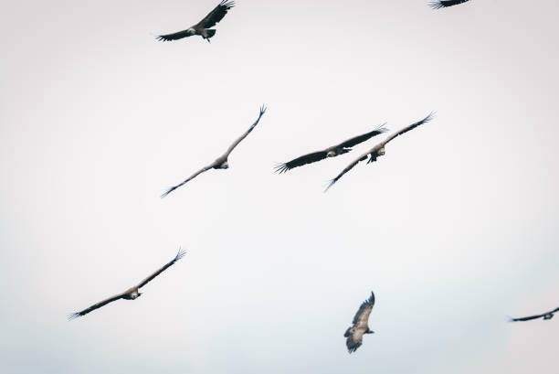 istock Griffon Vulture (Gyps fulvus)  flock fly through the sky 1356543699