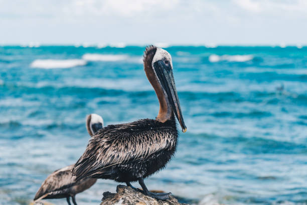 istock Brown Pelican (Pelecanus occidentalis) on a rocky shoreline 1356544367