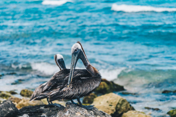 istock Brown Pelican (Pelecanus occidentalis) on a rocky shoreline 1356544369