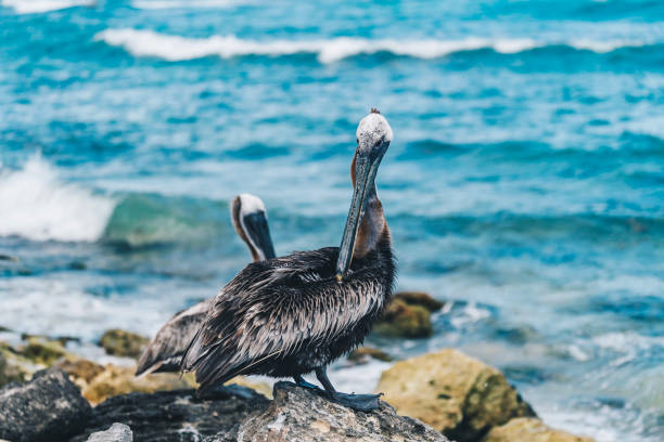 istock Brown Pelican (Pelecanus occidentalis) on a rocky shoreline 1356544502
