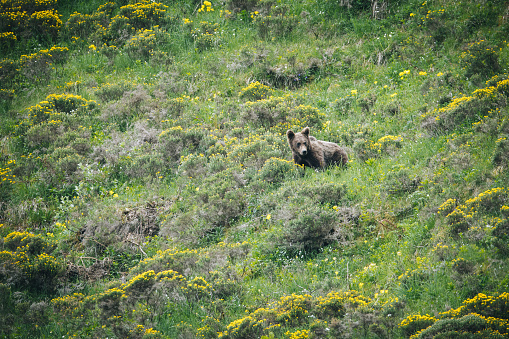 (Ursus Arctos Pyrenaicus), in the Pyrenees