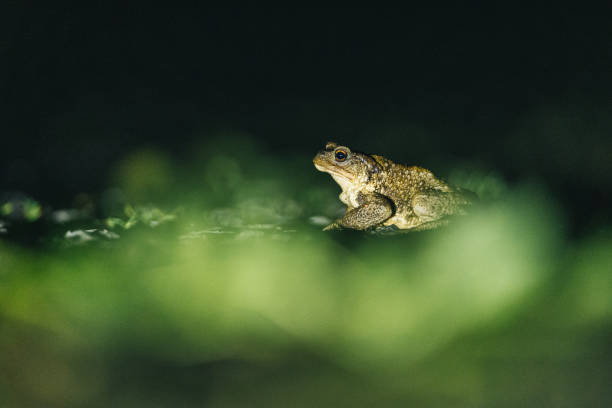 Frog (Anura) relaxes in swamp, at night He looks off as his surroundings are illuminated anura stock pictures, royalty-free photos & images