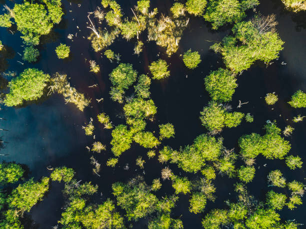 istock Aerial view of mangrove at dusk 1356545064