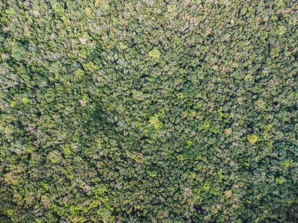 istock Aerial view of jungle, no sky 1356545225