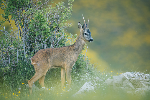 (capreolus capreolus)