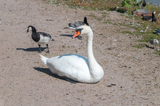 istock White swan sitting on lakeshore. 1356547637