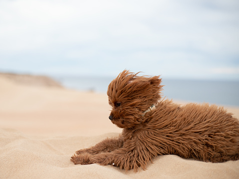 Ruby Cavoodle puppy sitting on a windy sand dune.